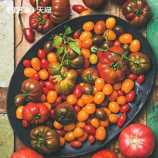 园艺家草莓番茄种子圣女果阳台四季秋播种家庭水果蔬菜盆栽西红柿