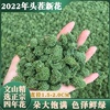 三七花云南特级文山500g林下干37花新野生田七花茶