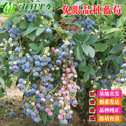 兔眼品种蓝莓树苗 一年钵苗 木木蓝莓苗 多个品种 种 树势强