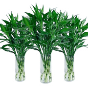 富贵竹水培水养水竹，节节高绿植物室内客厅盆栽，带根鲜花绿萝发财树