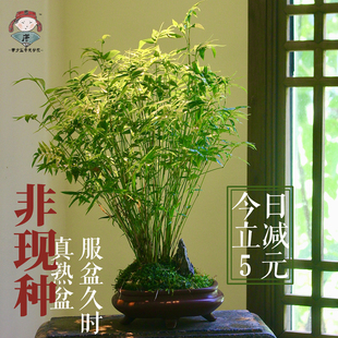 米竹盆栽耐阴植物小型竹子，室内水养观赏竹组盆造型盆景凤尾竹绿植
