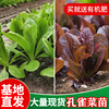 孔雀菜种子种苗罗马直立绿紫生菜，咖啡菜养生保健菜种苗子四季种植
