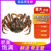 海鲜 鲜活帝王蟹皇帝蟹长腿蟹王 3-7斤特大超大螃蟹 鲜活
