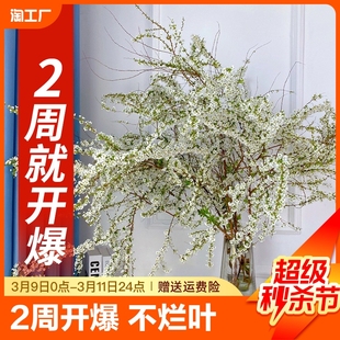 雪柳鲜枝干枝支室内水养水培植物插花好养银柳真花卉盆栽绿植龙柳