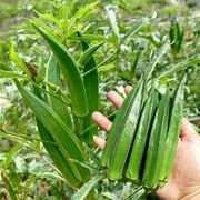绿秋葵种子 高产黄秋葵种子易种农家阳台特色蔬菜种子