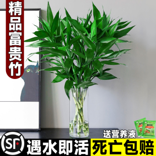 富贵竹水培植物观音竹，室内水养发财树带根客厅绿植花卉绿萝萝盆栽