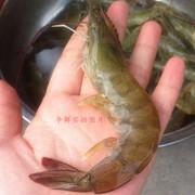 基围虾海鲜水产新鲜对虾冻虾明虾活海虾4个规格