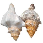 速发螺法海星海螺贝壳摆件大螺羊角螺号角赤旋造景居家鱼缸螺
