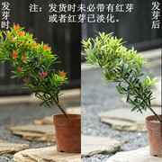 原生海岛红芽太子妃罗汉松，扦插盆景素材，四季长青盆栽净化