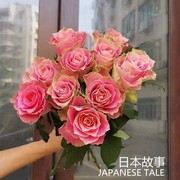 日本故事 日本超大花玫瑰苗盆栽切花月季