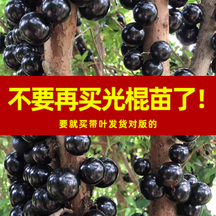 四季结果台湾嘉宝果苗树葡萄树苗早生高端水果盆栽当年挂果带叶土
