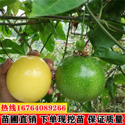 台湾金霸黄金百香果苗果树，果苗北南方种植百香果树，四季爬藤特大果