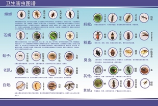 蟑螂苍蝇蚊子蚂蚁老鼠，卫生害虫图谱病虫昆虫，图片墙贴纸