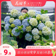 海蒂的花园绣球花苗盆栽无尽夏小苗(夏小苗，)万华镜落跑新娘阳台花卉植物花