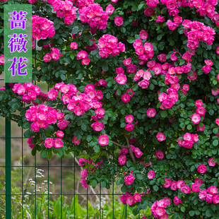 爬墙藤红蔷薇花月季玫瑰种子，春夏秋四季开花庭院室内盆栽花卉种籽