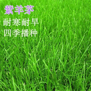 紫羊茅草籽草坪种子护坡绿化专用耐寒耐践踏庭院林下观赏草坪籽