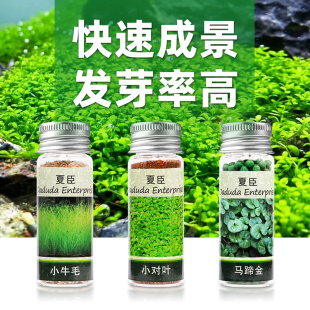 鱼缸水草种子造景植物活净水装饰牛毛草种子净化水质水草种籽套餐