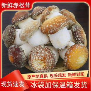福建高山新鲜赤松茸姬松茸大球盖菇巴西菇当季食用鲜菌菇蘑菇现摘