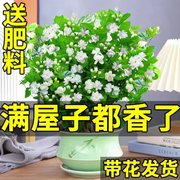 茉莉花苗盆栽带花苞九里香水培，栀子花卉大全，绿植物室内好养活四季