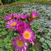 鲁比睡莲带花苞紫美人四季开花水生水培观赏植物庭院池塘盆栽荷花