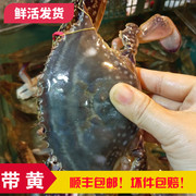 梭子蟹鲜活青岛海捕大螃蟹海鲜水产红膏海捕大白飞蟹海蟹一斤2只