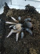 APH属 墨西哥黑钻石宠物蜘蛛2-3cm苗子 稀有收藏品种温顺可上手