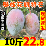 四川攀枝花凯特芒果10斤新鲜水果整箱应当季现摘忙果青皮特大芒果