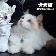 宠物项链猫咪狗狗项圈珍珠复古宝石吊坠泰迪，脖子可爱拍照饰品定制