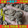 新货小香菇干货500g农家蘑菇珍珠菇金钱菇冬木耳菇类干货散装