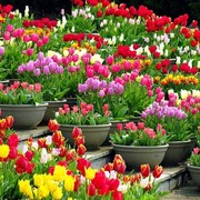 郁金香种球水培花卉植物，室内花四季开花种子盆栽，户外花苗花种好活