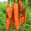 胡萝卜种子籽种红罗水果萝卜四季春季秋冬蔬菜农家胡萝卜种孑种籽