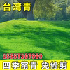 耐旱台湾草矮四季青台湾2号草坪种子不修剪细叶，结缕草果岭草
