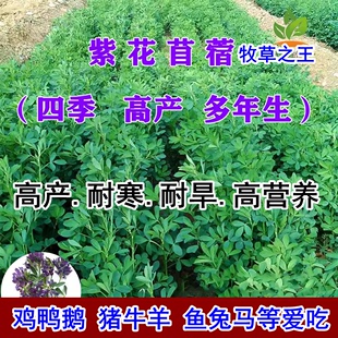 紫花苜蓿草种子喂猪牛羊兔鸡鸭鹅多年生四季高产牧草种子鱼草种籽