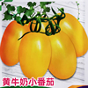 黄牛奶(黄牛奶)小番茄种子高产黄小，西红柿种黄圣女果种子阳台盆栽蔬菜种子