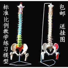 人体脊柱模型1 k1成人医学正骨练习骨骼模型颈椎腰椎脊椎骨架