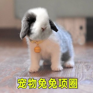 宠物兔子项圈铃铛防走丢侏儒兔项圈垂耳兔脖套衣服宠物兔兔子装饰