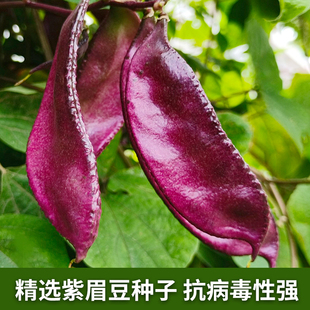 紫扁豆种子紫眉豆紫红色，早熟豆种冬季春秋四季短豇豆盆栽蔬菜种孑