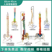 人体脊椎模型1 1成人脊柱模型颈椎腰椎人体P骨骼模型正骨练习骨