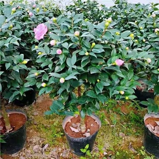 浓香型香妃茶花树苗盆栽庭院室内外种植夏日七心四季茶花盆栽树苗
