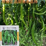 湖南本地辣椒种子高产早熟香辣老品种农家蔬菜庭院盆栽种植