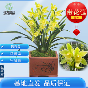 金凤冠，中矮种冠艺，花大，清香味