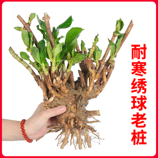 云南直发绣球老桩花苗八仙花无尽夏四季(夏四季)开花盆栽花卉植物冬季耐寒