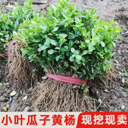 小叶黄杨树苗瓜子黄杨南北方种植四季常青花园庭院篱笆绿化苗木