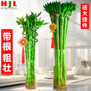 文昌竹龙竹粗杆富贵竹水培植物转运竹子盆栽带根客厅绿植水养招财