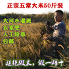 新米五常稻花香大米50斤25kg 袋装东北地区黑龙江不抛光农家米