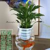 水养植物玻璃瓶 器皿 水培白掌花瓶恐龙蛋花瓶简约水养植物器皿