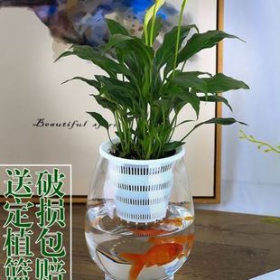 定制水养植物玻璃瓶 器皿 水培白掌花瓶恐龙蛋花瓶简约水养植物器