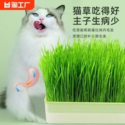 水培猫草盒磨牙猫零食化毛小麦种子盆栽零食猫咪用品单品冻干种植