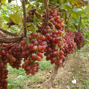 好吃甜葡萄红提苗当年结果，南方北方均可以种植盆栽地栽葡萄树苗