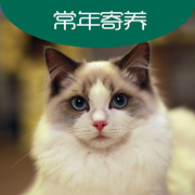 北京猫咪寄养宠物酒店柜养家庭，散养签协议包猫粮(包猫粮)猫砂罐头常年800